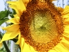 Girasole