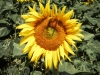 Girasole