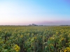 Girasoli al tramonto