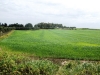 Grano a primavera - Masseria Farache