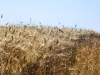 Grano della prima trebbiatura - Masseria Farache