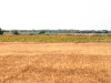 Grano e girasoli - Masseria Farache