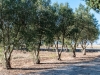 Filare di ulivo cipressino - Masseria Farache