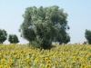 Ulivo e girasoli - Masseria Farache